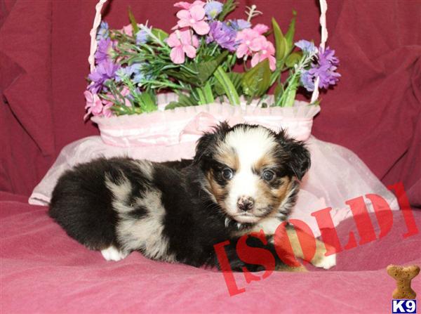 Blue merle female 