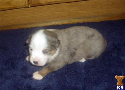 Blue Merle Male 