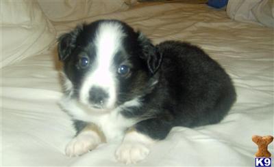 Black tri female 