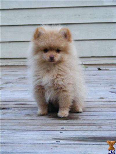 Two beautiful pomeranian puppies 4 sale