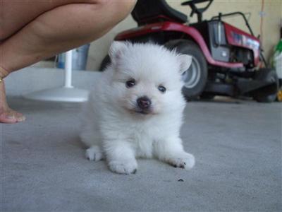  little boy pru had 