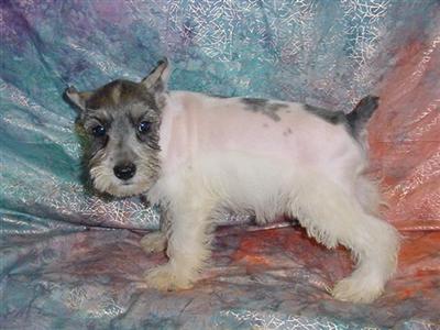 AKC Baby 1