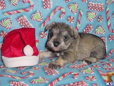 AKC Miracle3