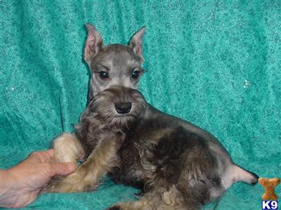 AKC Sassy 1