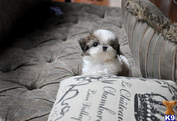 Miniature+shih+tzu+puppies+for+sale+uk