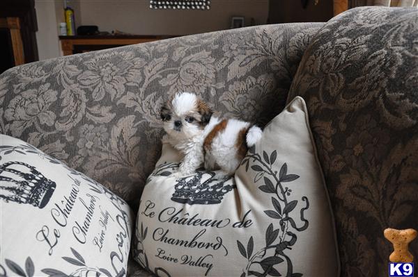 imperial shih tzu puppies for sale in va teacup shih tzu puppies for sale in virginia imperial shih tzu puppies for sale in va teacup shih tzu puppies for sale in virginia