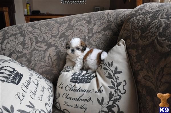 Teacup+shih+tzu+puppies+for+sale+in+virginia