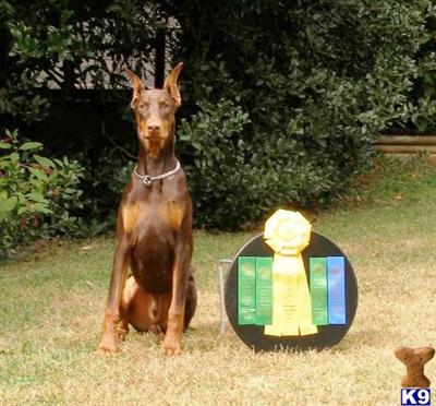 Championship Dobie Pups