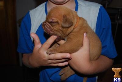 CH Sired puppies available