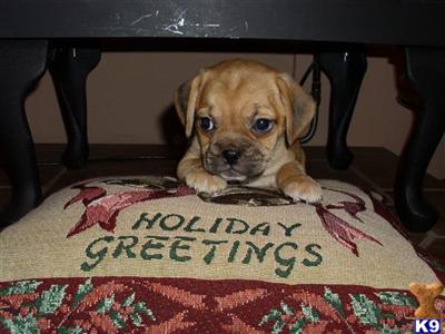 PUGGLE PUPPIES