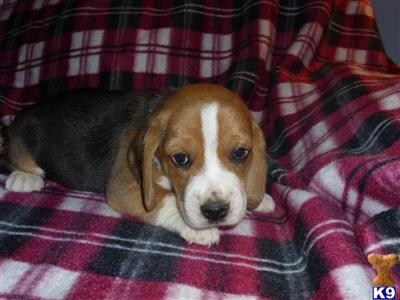 beagles, yello and white .