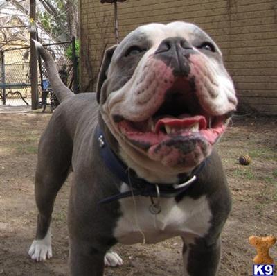 Precision Bulldogges Captain Sulley