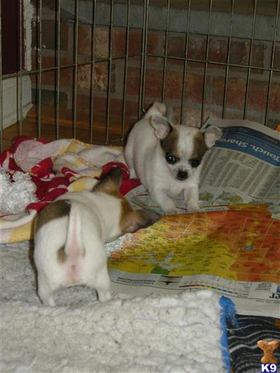 AKC Shorthaired Chihuahua Puppies