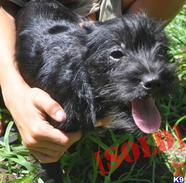 YorkshireTerrier -Chihauhau mix Male and Female supper small playful Outgoing Loves Kids too  Jersey City