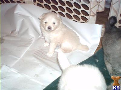 for sale