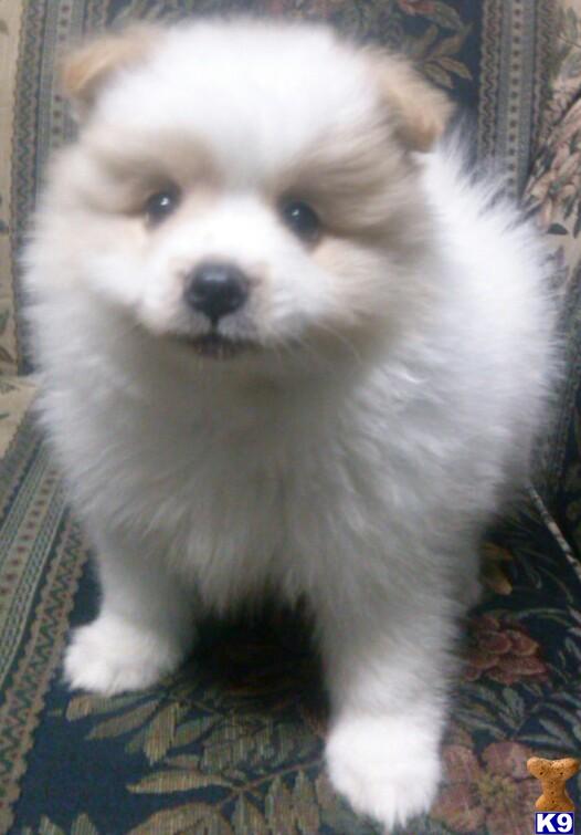 pomeranian louisiana pomeranian puppies for sale in louisiana pomeranian louisiana pomeranian puppies for sale in louisiana
