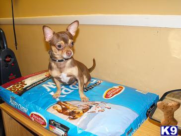Young Chihuahua Stud