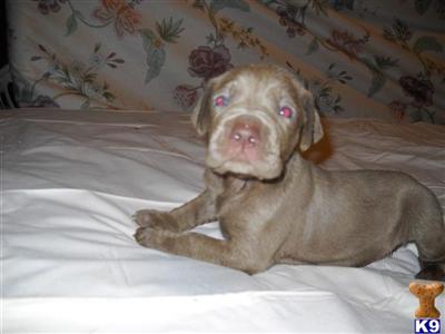 AKC Weimaraners 