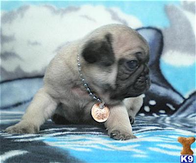 Pug Puppies, Purebred, CKC Registered NEW LITTER