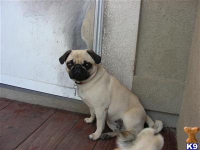 Darling AKC Pug Pups 
