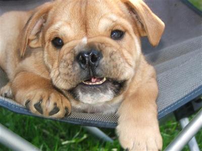 Olde English Bull Dog Puppies 671-7273