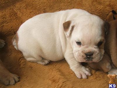 Olde English Bull Dog Puppies 509-671-7273