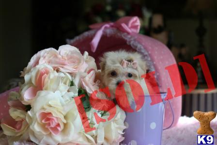 www.teacuppuppiesstore.com