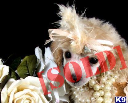 www.teacuppuppiesstore.com