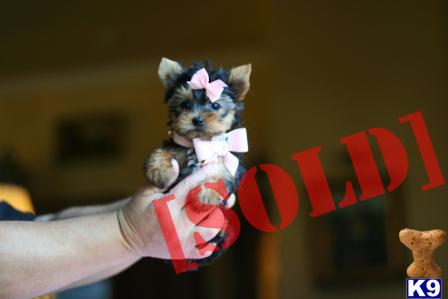 BUY 1 PUPPY AND GET 2ND PUPPY FOR 1/2 PRICE