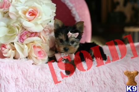 FLORIDA----BUY 1 PUPPY AND GET 2ND PUPPY FOR 1/2 PRICE