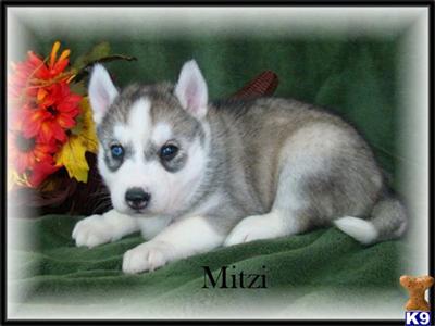 SALE PENDING --- AKC FEMALE SIBERIAN HUSKY MITZI