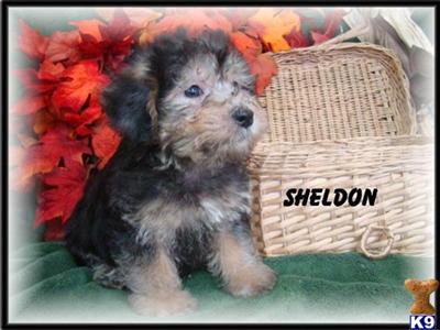 Male Silky-Poo SHELDON