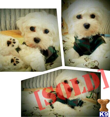 CKC Adorable male Maltese 