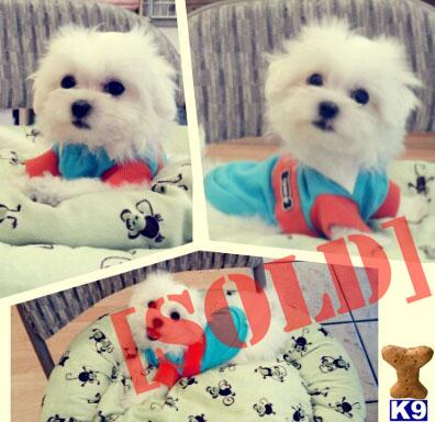CKC Adorable male Maltese 
