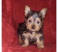 Beautiful Lhasa Female