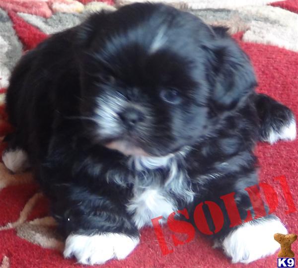 shih tzu puppies for sale in calgary puppies for sale bichon shih tzu for sale in calgary alberta breeds picture shih tzu puppies for sale in calgary puppies for sale bichon shih tzu for sale in calgary alberta breeds picture