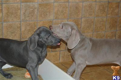 Pattys Puppy Love Farm