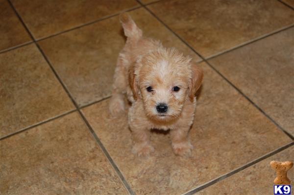 Pattys Puppy Love Farm
