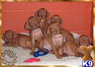 Puppy Love Vizslas 