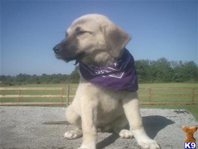 AKC ANATOLIAN SHEPHERD PUPPIES