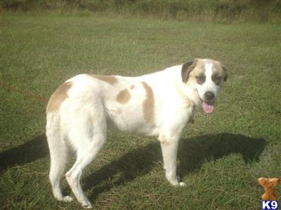 akc anatolian shepherd  puppies