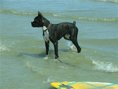 AKC CH Sired Taz is Reverse Brindle