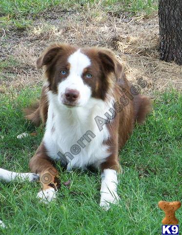 Aussies puppies in Ga