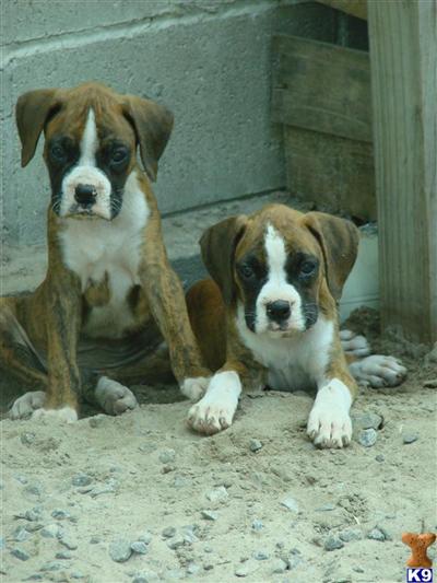 AKC  puppies