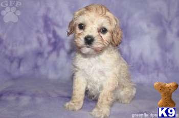 Fifi - Cockapoo Female - Shipping Available