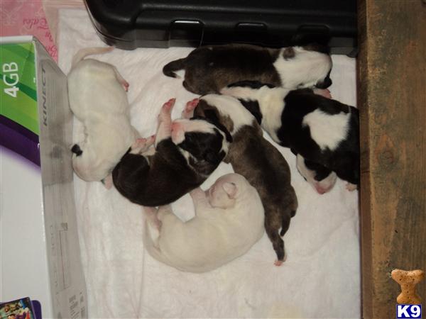 mini bull terrier puppies 