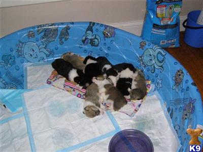 Expected Litter Arrival