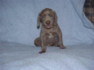 weimaraner puppies for sale