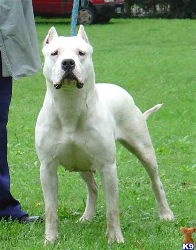 dogo argentino breeders canada. reputable argentine dogo