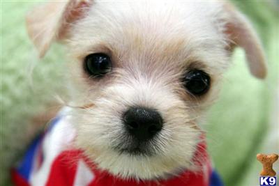 ERIC~ male MalteseChihuahua Mix